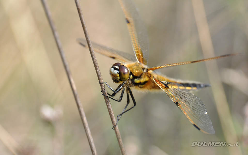 Four-spotted Chaser (Libellula quadrimaculata)